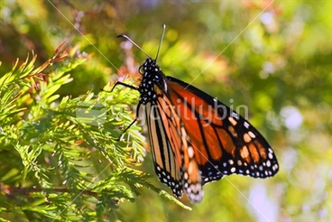 Image: Monarch Butterfly