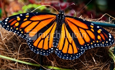 Image: Freshly hatched monarch butterfly