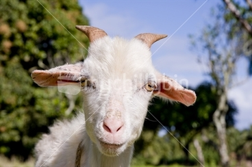 Image: Curious face of goat