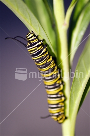 Image: Monarch caterpillar on swan plant