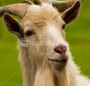 Image: Billy Goat