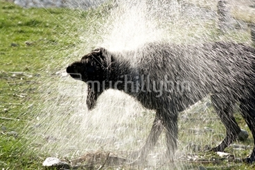 Image: Wet dog, shaking