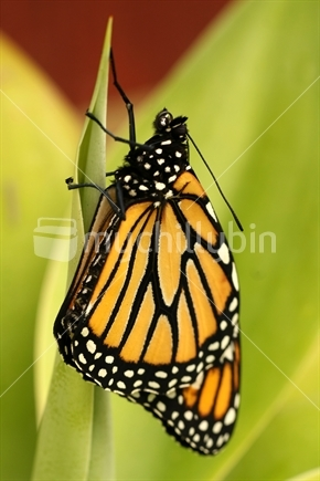 Image: Monarch butterfly