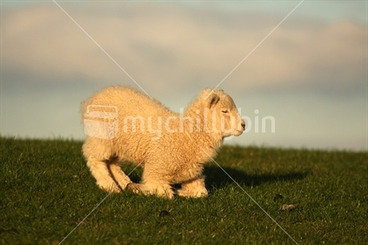Image: lamb at Shakespear Regional Park