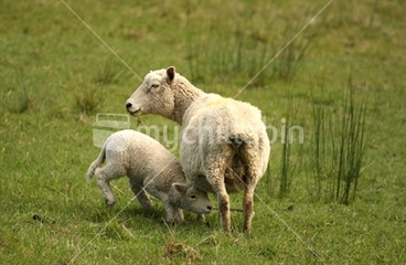 Image: sheep and lamb at Shakespear Regional Park