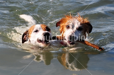 Image: Pair of Jack Russell dogs fetching stick in water