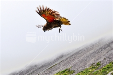 Image: Bird's eye view; kea above the scres slopes at Arthur's Pass, New Zealand