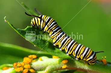 Image: Monarch caterpillar, on leaf with aphids.