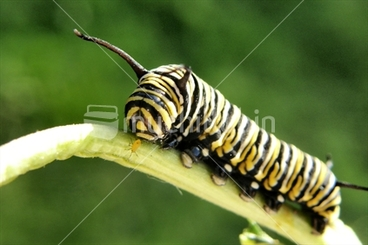 Image: Monarch Caterpillar
