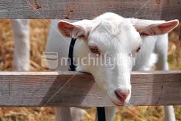 Image: Goat with head through fence
