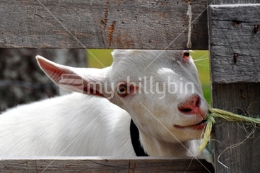 Image: goat chewing on twine