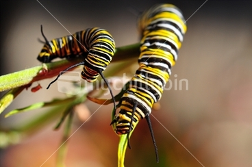 Image: Mature and young Monarch Caterpillar, New Zealand