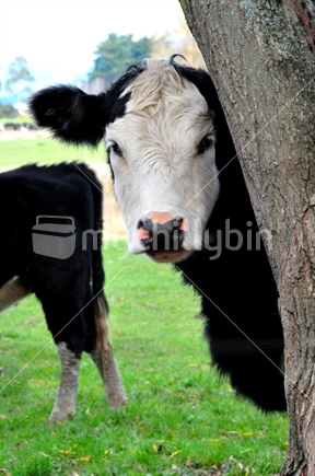 Image: Cow looking from behind a tree