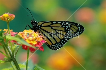Image: Monarch butterfly on lantana