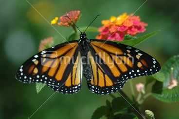 Image: Monarch Butterfly on Lantana