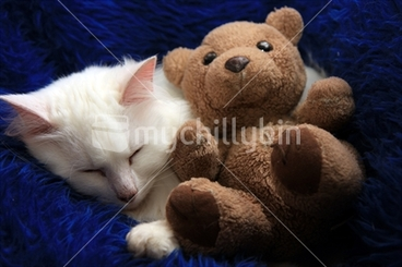 Image: White fluffy kitten asleep next to worn teddy bear.