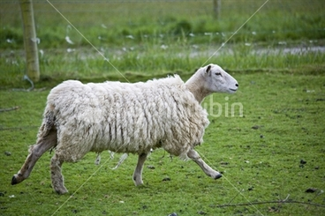 Image: A scruffy sheep running through a paddock