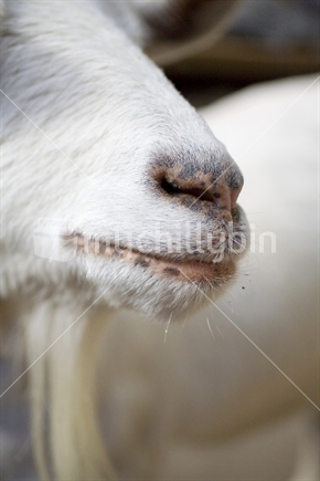 Image: Close up on a white goats nose & mouth