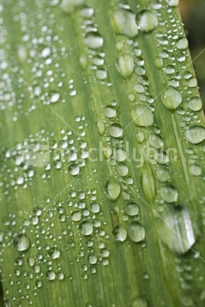 Image: Closeup of raindrops on a green leaf