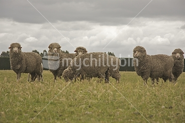 Image: Merino sheep, Canterbury