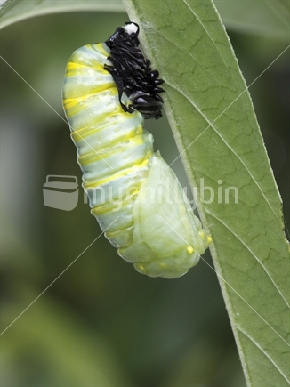 Image: Monarch caterpillar has just shed his skin forming a chrysalis