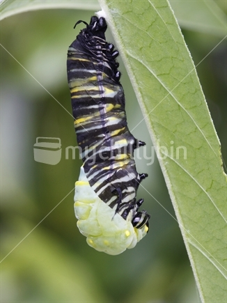 Image: Monarch caterpillar shedding his skin to form a chrysalis