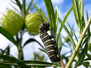 Image: Monarch caterpillar