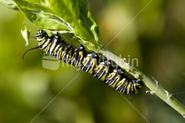 Image: Monarch Butterfly caterpillar on the stem of a Swan Plant
