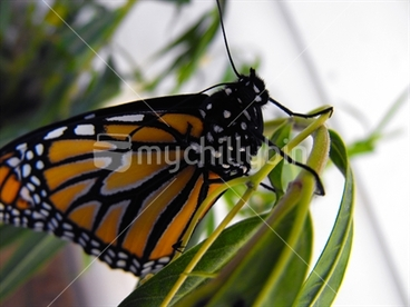Image: New Monarch Butterfly on a Swan Plant