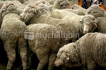Image: In spring sheep of all breeds are brought down from the hills for shearing, these are merino sheep waiting to be shorn