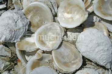 Image: A pile of shiny pearl-like discarded bluff oyster shells.