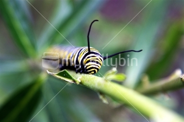 Image: Monarch Caterpillar (face in focus)