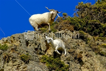 Image: two wild goats on a rocky wellington hillside, one billy and one kid, with the older billy watching the kid cavort