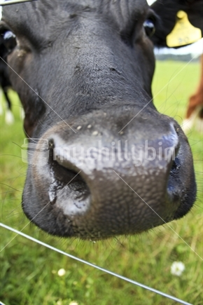 Image: A Dairy cow in a paddock of grass.
