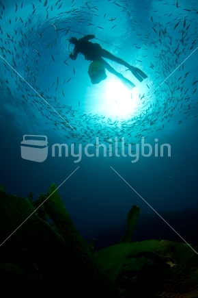 Image: Underwater photo of diver and circling fish school silhouetted against sun-ball at Mayor Island, New Zeland,