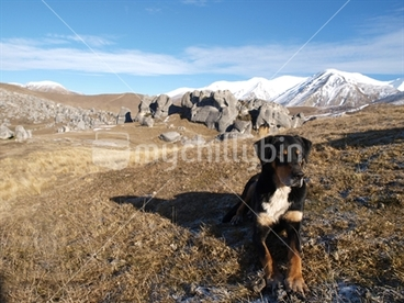 Image: Sheep dog in the mountains