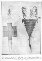 Image: Left. Childs' kite. Material—leaves of Mariscus, stems of Juncus inserted as balancers. Right. The Taratahi form of kite. Material—leaves of bulrush (Raupo) and culms of Arundo conspicua (toetoe)