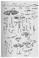 Image: Diagrams showing types of gill attachment, and sketches of examples of different genera: 1, Marasmius; 2, Cantherellus; 3, Volvaria; 4, Omphalia; 5, Lepiota; 6, Mycena; 7, Amanita; 8, Coprinus; 9, Pholiota; 10, Pleurotus; 11, Laccaria (Clitocybe); 12, ...