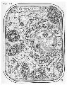 Image: Fig. 12: Generalised diagram of the plant cell. cw = cell wall; p = plasmalemma; gs = ground substance; ga = Golgi apparatus; ch = chloroplast; m = mitochondria; er = endoplasmic reticulum; ri = ribosomes; yv = young vacuole; ly = lysosome; nl = nucleo...