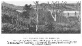 Image: Fig. 8—Native Potato Ground, Port Nicholson, 1840. From a Sketch by Captain Stanley, H.M.S. Britomart, in the writer's possession. The ground was cleared by setting fire to the underwood. The Crop, when gathered in, was placed on the raised platform (w...