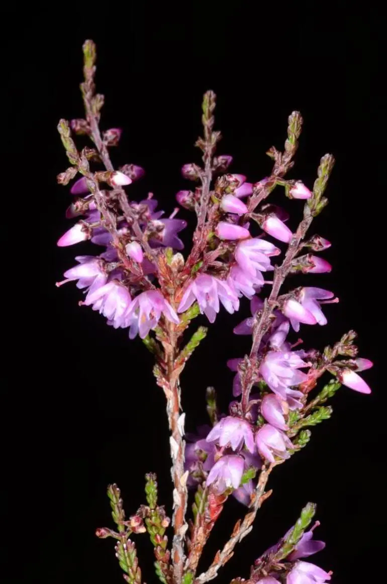 Image: Calluna vulgaris (L.) Hull - Heather, ling, Scottish heather