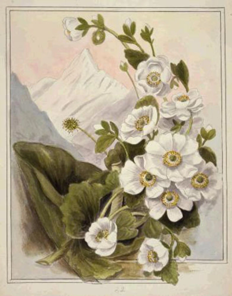 Image: Emily Cumming Harris