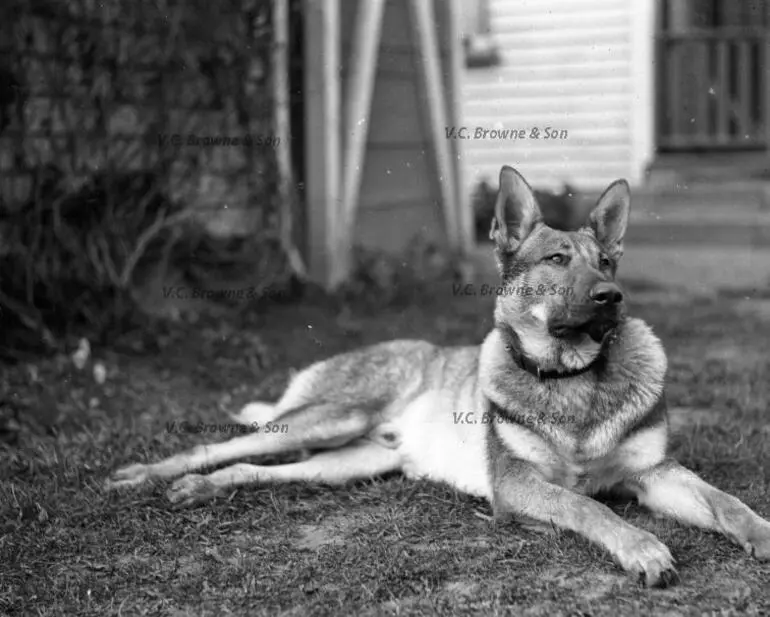 Image: Alsation Dog (PB1707/5)