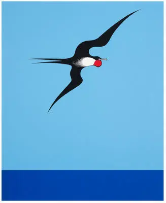 Image: Pacific Frigate Bird
