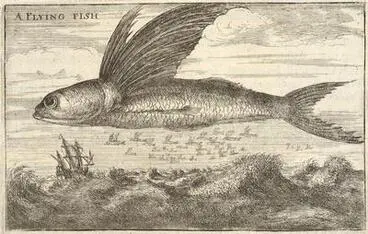 Image: Flying Fish