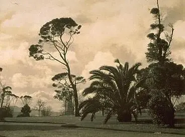 Image: Auckland Domain