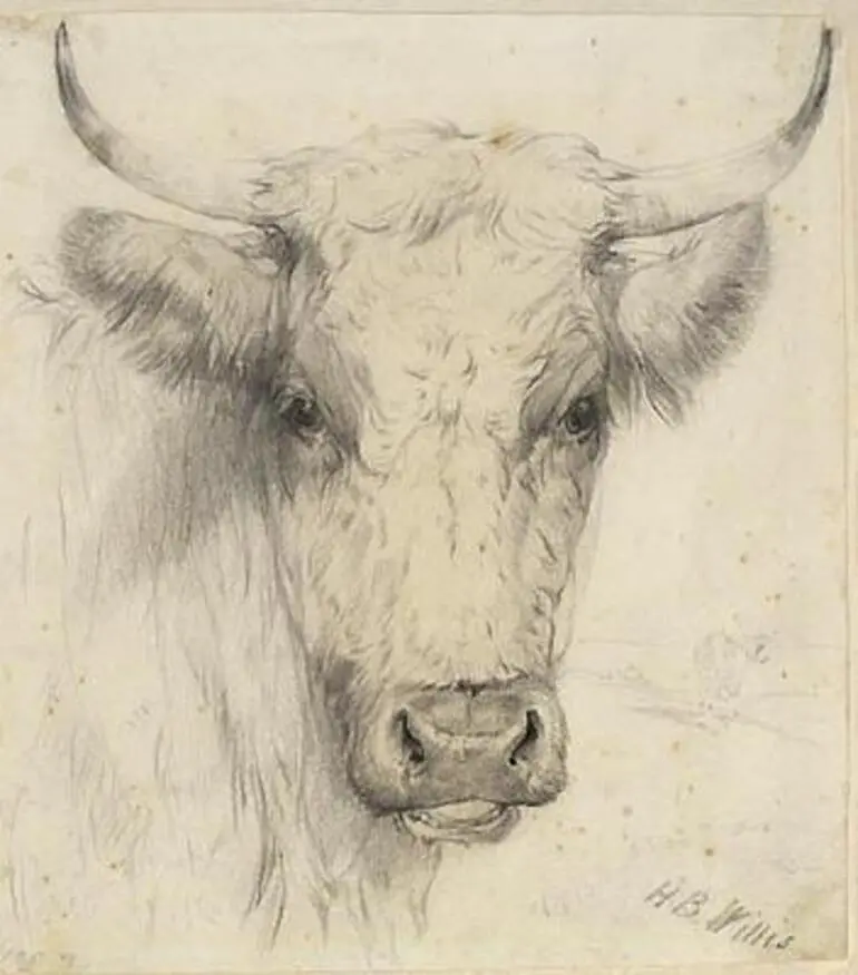 Image: Cow's Head