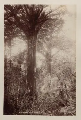 Image: New Zealand Kauri Trees