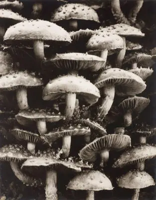Image: (Mushrooms)