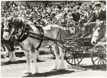 Image: Clydesdale at A and P show